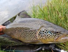 Beautiful trout from the Minnivallalaekur river in Iceland