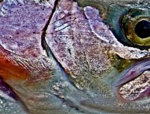 Upclose ann personal