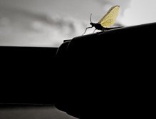 Hex on trolling motor