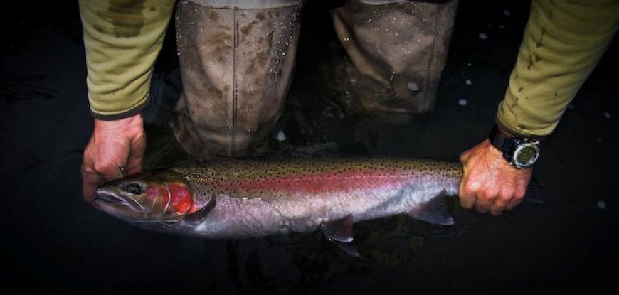 Deschutes River Stealhead