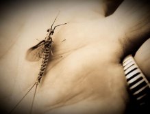 In the palm of my hand