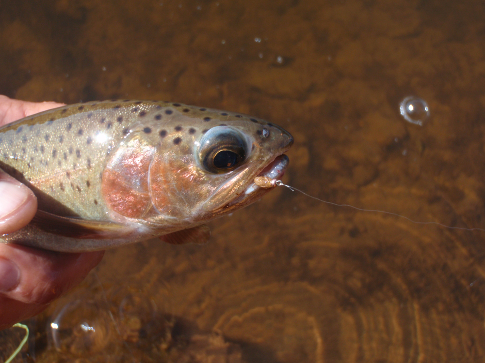 Fishing small spiders on light tippet works great on reservoirs.