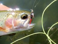 Fly Fishing for Trout in Mexico