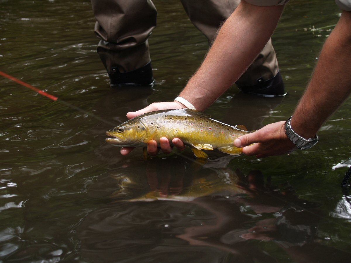 Trout and the Strike Indicator