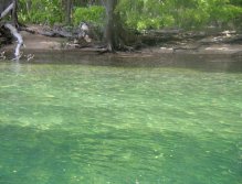 Nymphs just starting