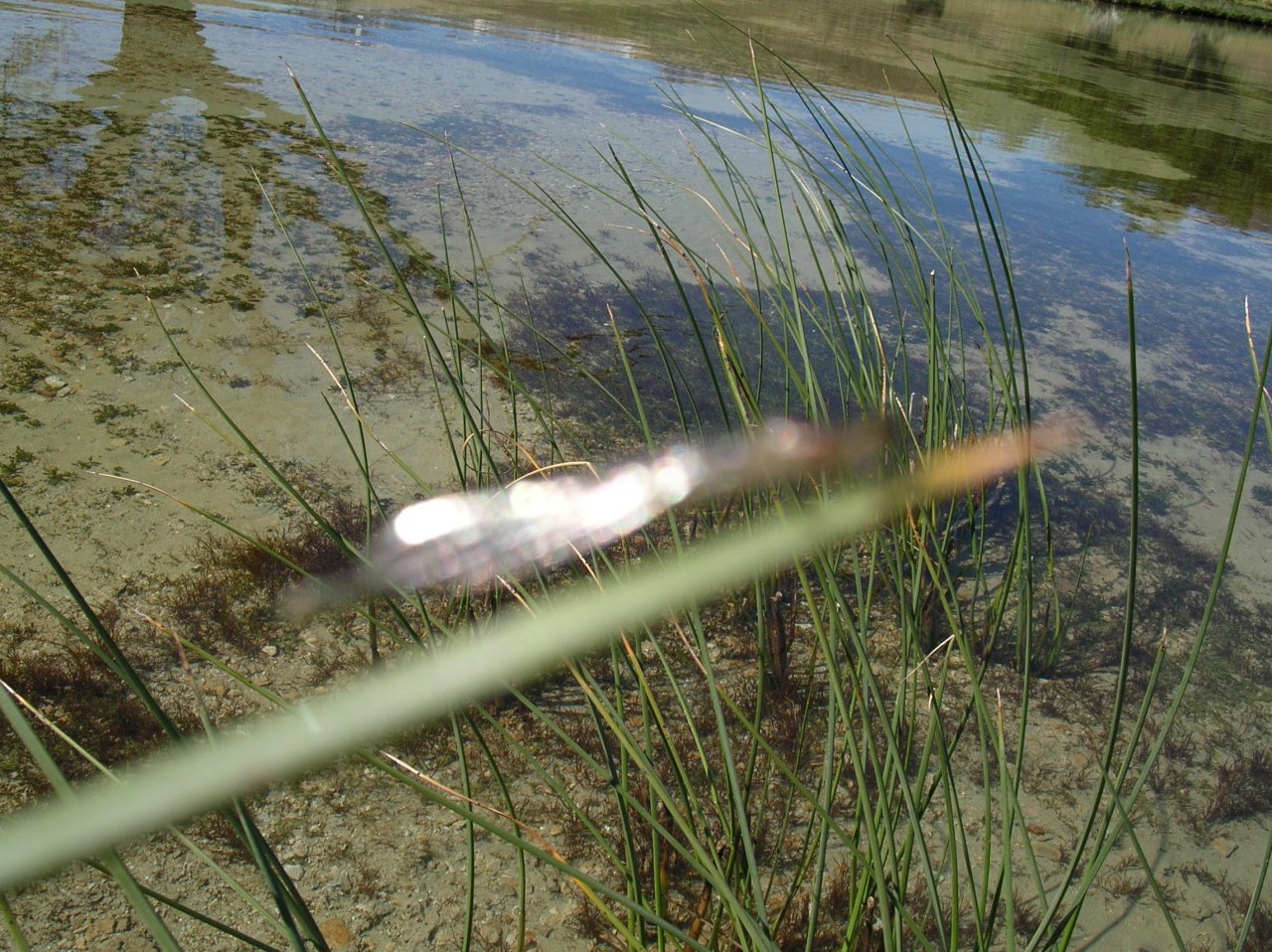 Big guys taking Damsels