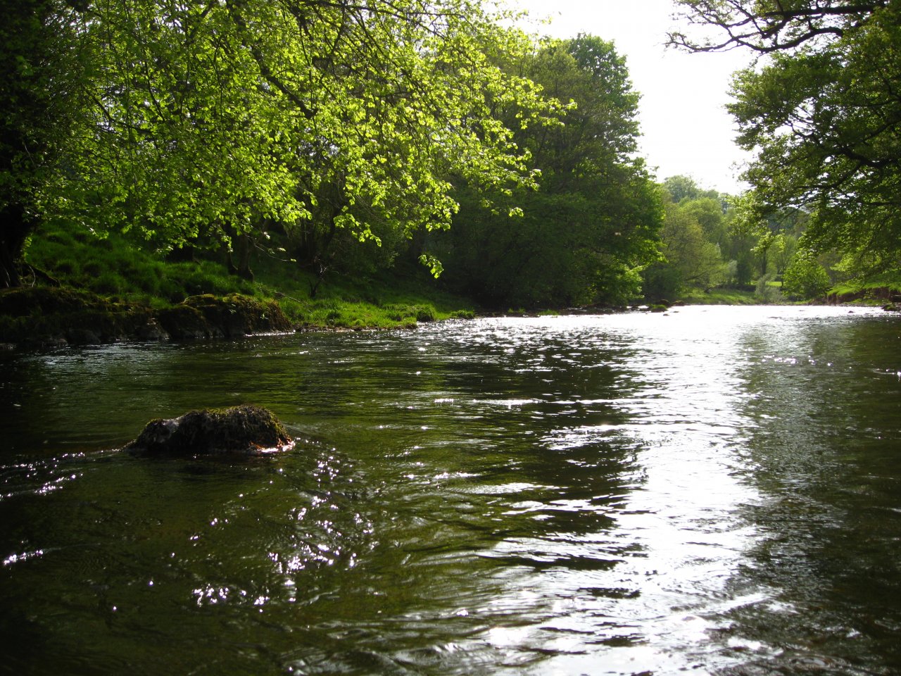 A beach tree leans over the Usk in June