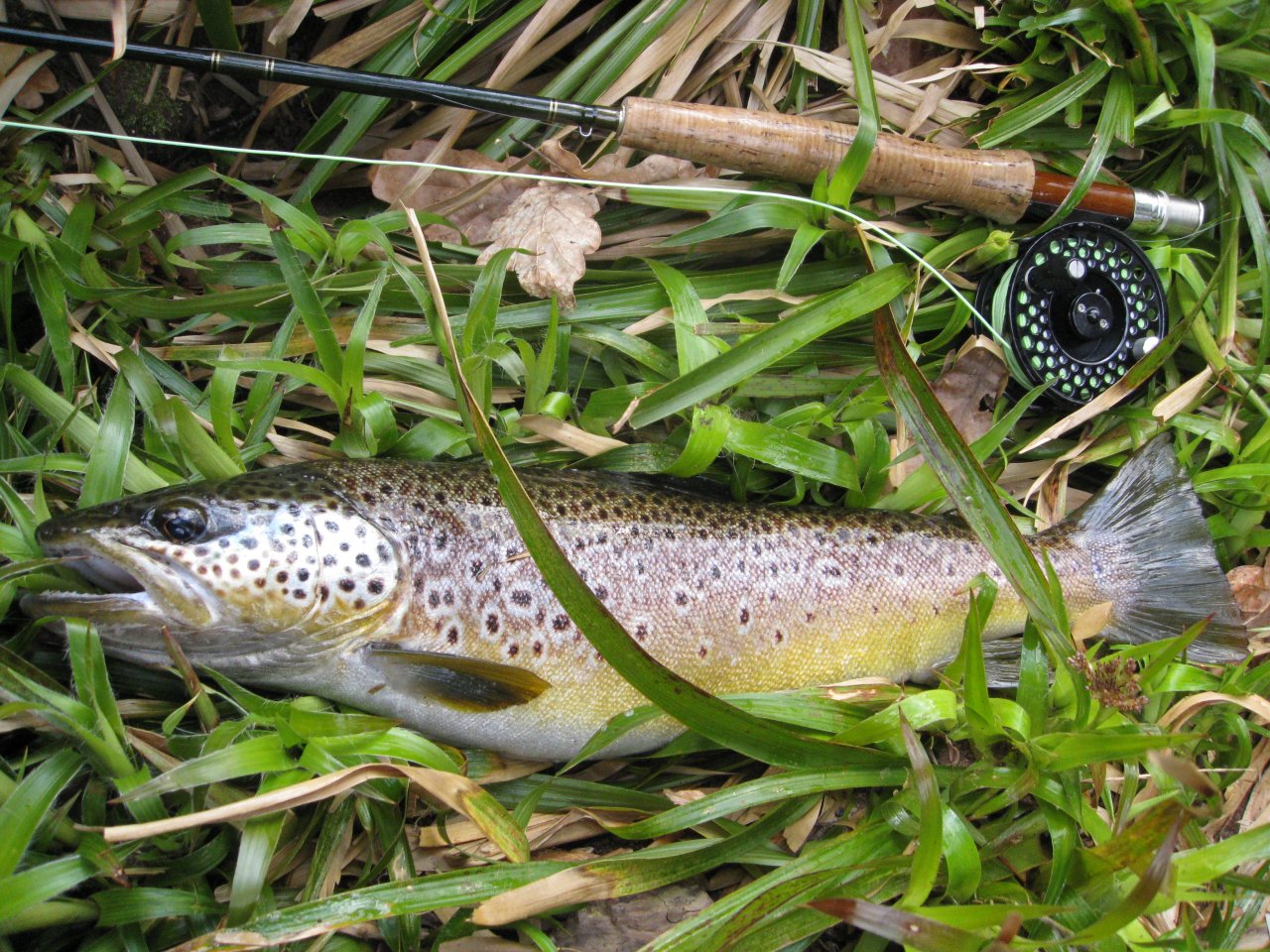 Beautiful Usk brown trout