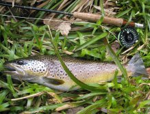 Beautiful Usk brown trout