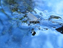 Large Dark Olive - Baetis rhodani