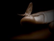 Last one of the night