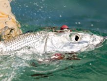 Preparing to release an average bonefish