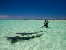 Nurse sharks on the flats