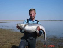 A big, fat catfish caught, stalking the shallows of a still water