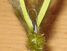 Frogs are favourite food for catfish, flies with a frog profile, are very successful