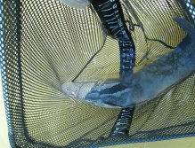 A large net is a must, as some catfish, reach big sizes