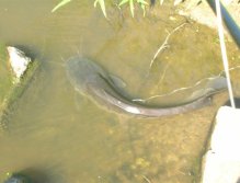 A top view of a catfish. Note the long whiskers and broad head