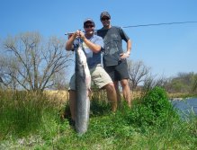A BIG catfish landed on a #10