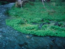 Catfish spawning in weed beds