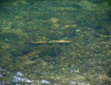 Sleepy Trout Upper Ain