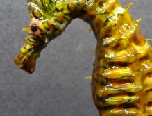 The common seahorse, the small segments where the worse "with a nailpolisher"