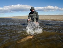 Releasing a large seatrout
