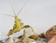Heptagenia nymph
