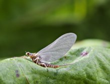 Baetis