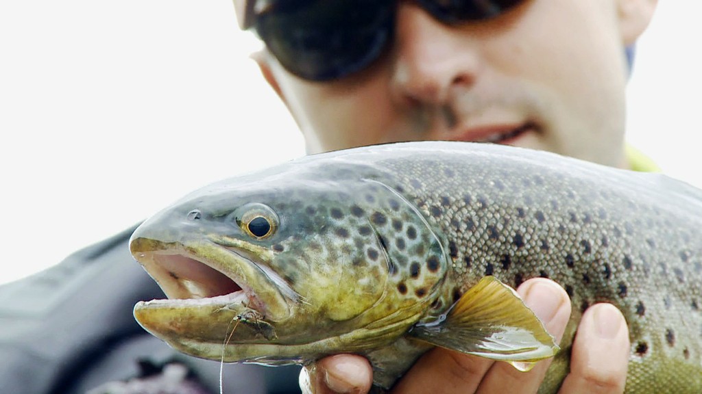 Nice trout on a dry fly. Lapland