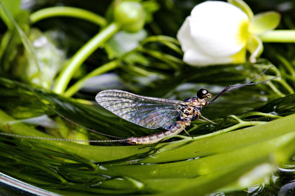Heptagenia mayfly. From the movie