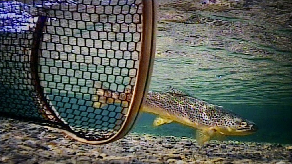 Beautiful small trout from Lapland, Sweden