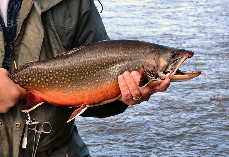 Brook-Trout