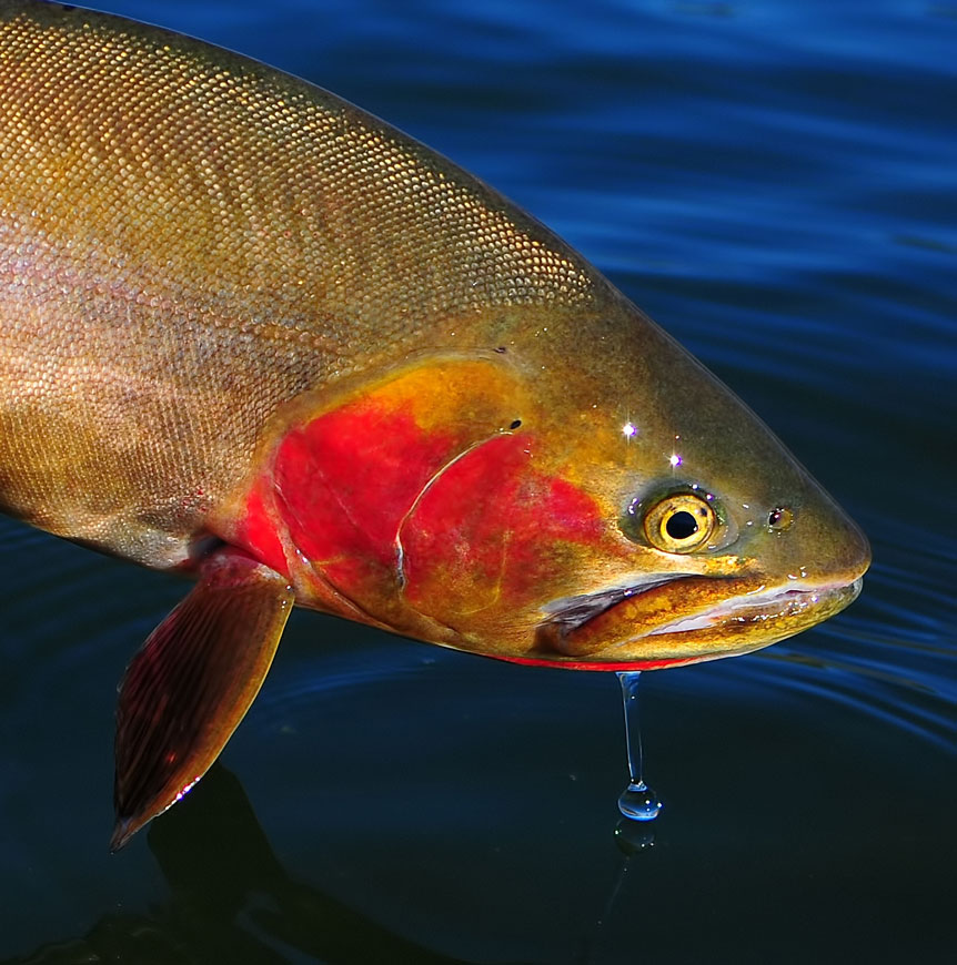 -Yellowstone-Cutthroat
