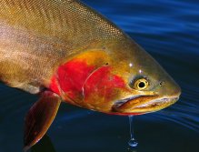 -Yellowstone-Cutthroat