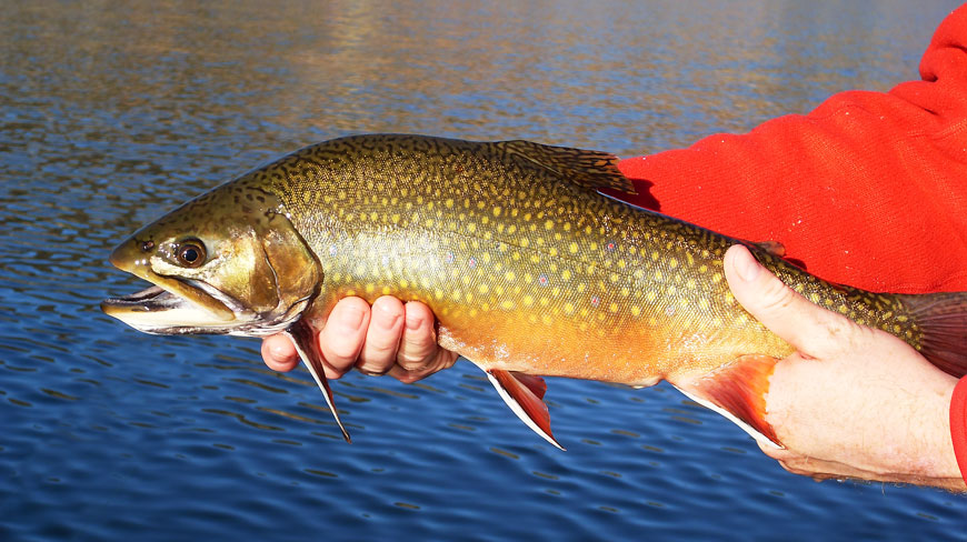 Brook-Trout-Small