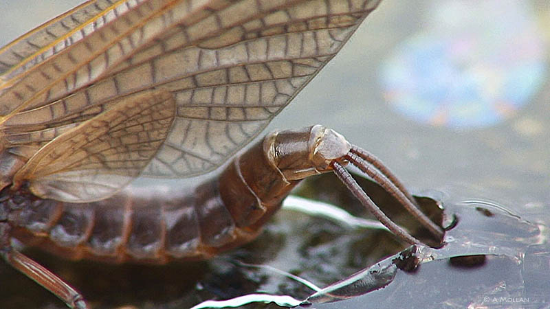 Leptophlebia Marginata hatch
