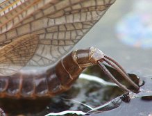 Leptophlebia Marginata hatch