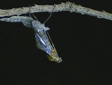 Siphlonurus fron subimago to imago