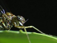 Siphlonurus subimago