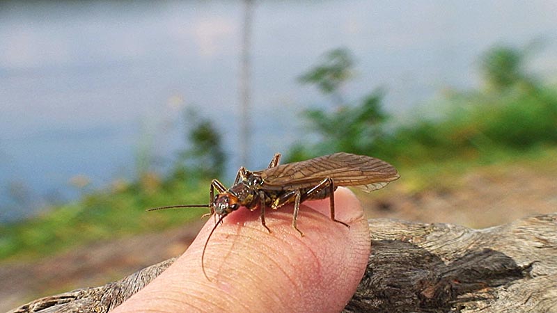 Dinocras stonefly