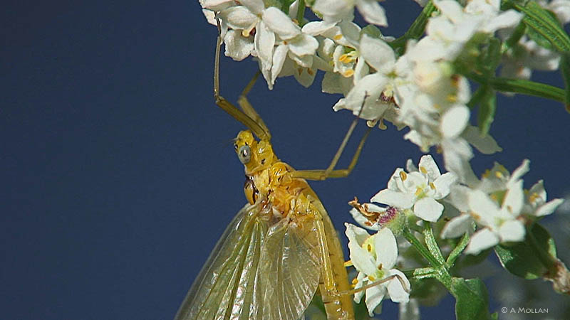 Heptagenia Sulphurea imago