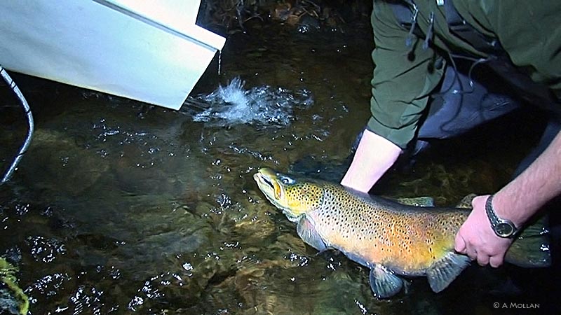 Catching Brown Trout for cultivation