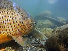 Big Brown Trout aprox 87 cm long