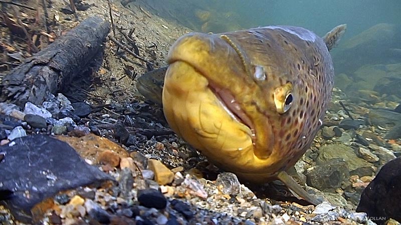 Big Brown Trout aprox 87 cm long