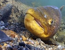 Big Brown Trout aprox 87 cm long