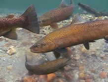 Brown Trout spawn in a Norwegian river