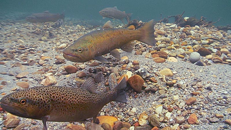 Brown Trout spawn in a Norwegian river