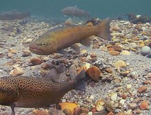 Brown Trout spawn in a Norwegian river