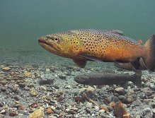 Brown Trout spawn in a Norwegian river