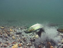 Brown Trout digging a nest for spawning
